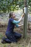 Removing a plastic tree tube from a tree trunk, Blawhorn Moss NNR