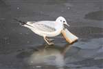 Black-headed Gull eating white bread on the frozen Forth and Clyde Canal, Glasgow