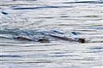 Two otters swimming