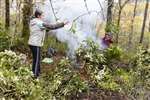 Tending a bonfire of Rhododendron ponticum, Dun Dubh Wood, Stirlingshire