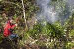 Tending a bonfire of Rhododendron ponticum, Dun Dubh Wood, Stirlingshire