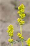 Lady's Bedstraw, St Cyrus National Nature Reserve