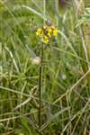 Yellow Rattle, St Cyrus National Nature Reserve
