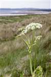 Hogweed, St Cyrus National Nature Reserve