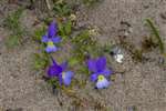 Wild Pansy or Heartsease, St Cyrus National Nature Reserve