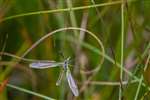Crane fly, Flanders Moss National Nature Reserve