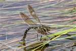 Common Hawker dragonfly egg laying, Flanders Moss