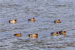 Wigeon swimming, Ardmore Point