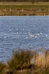 Roosting Black-headed Gulls on a flood storage lake north of Bingham, Nottinghamshire