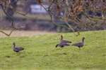 White-Fronted Geese,  Gartocharn