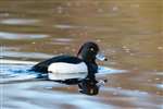 Tufted Duck, Drumpellier Country Park