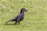 Blackbird, Millport, Great Cumbrae