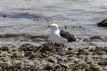 Great Black-backed Gull, Great Cumbrae