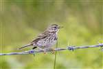 Meadow Pipit, Great Cumbrae