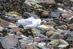 Adult Common Gull on the beach, Great Cumbrae