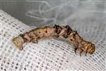 Brimstone Moth caterpillar, Castlemilk Park
