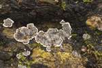 Brittle Cinders fungus, Castlemilk Park