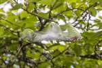 Bird-cherry Ermine Moth web, RSPB Loch Lomond