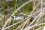 Common Carpet Moth, RSPB Loch Lomond