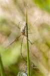 Spider, RSPB Loch Lomond