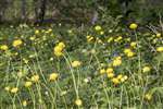 Globe Flowers, RSPB Loch Lomond