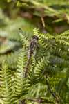 Female Black Darter dragonfly, Inver, Jura