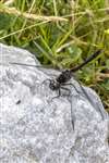 Black Darter dragonfly, Inver, Jura