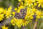 Speckled Wood butterfly, Inver, Jura
