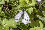 Green-veined White butterfly, Inver, Jura