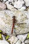 Common Darter dragonfly, Inver, Jura