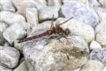 Common Darter dragonfly, Inver, Jura