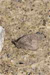 Underside of a Meadow Brown butterfly, Inver, Jura