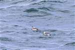 Common Guillemots from the Islay ferry