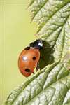 7-spot ladybird, Glasgow