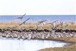 Bar-tailed godwits landing, Musselburgh