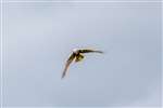 Marsh Harrier in flight, Leighton Moss