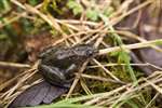Common frog - Glasgow University Wildlife Garden pond