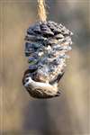 Feeding Tree Sparrow, Loch Spynie