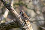 Perched Tree Sparrow, Loch Spynie