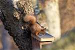 Red squirrel, Loch Spynie