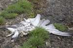A dead gull on Inchmickery