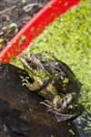 Common frogs in amplexus - Glasgow University Wildlife Garden pond temporary frog basin