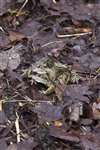 Common frogs in amplexus - Glasgow University Wildlife Garden pond
