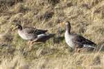 Greylag Geese, Insh Marshes