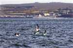 Long-tailed Ducks in flight, Moray Firth