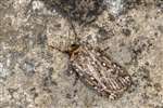 True Lover's Knot moth at the Howietown Heritage and Nature Sanctuary, Old Sauchie