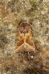 Rosy Rustic moth at the Howietown Heritage and Nature Sanctuary, Old Sauchie