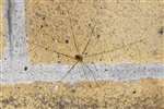 Harvestman at the Howietown Heritage and Nature Sanctuary, Old Sauchie