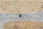 Harvestman at the Howietown Heritage and Nature Sanctuary, Old Sauchie