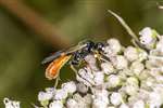 Parasitic Ichneumon wasp at the Howietown Heritage and Nature Sanctuary, Old Sauchie